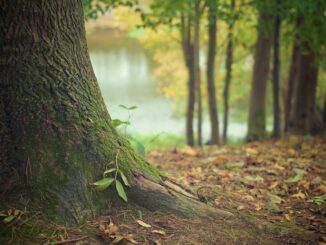 Sylwoterapia, czyli dobroczynny wpływ drzew