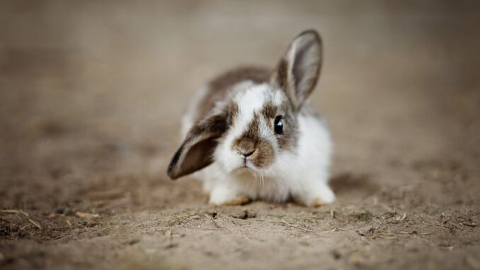 rabbits-g267b49f8f_1920